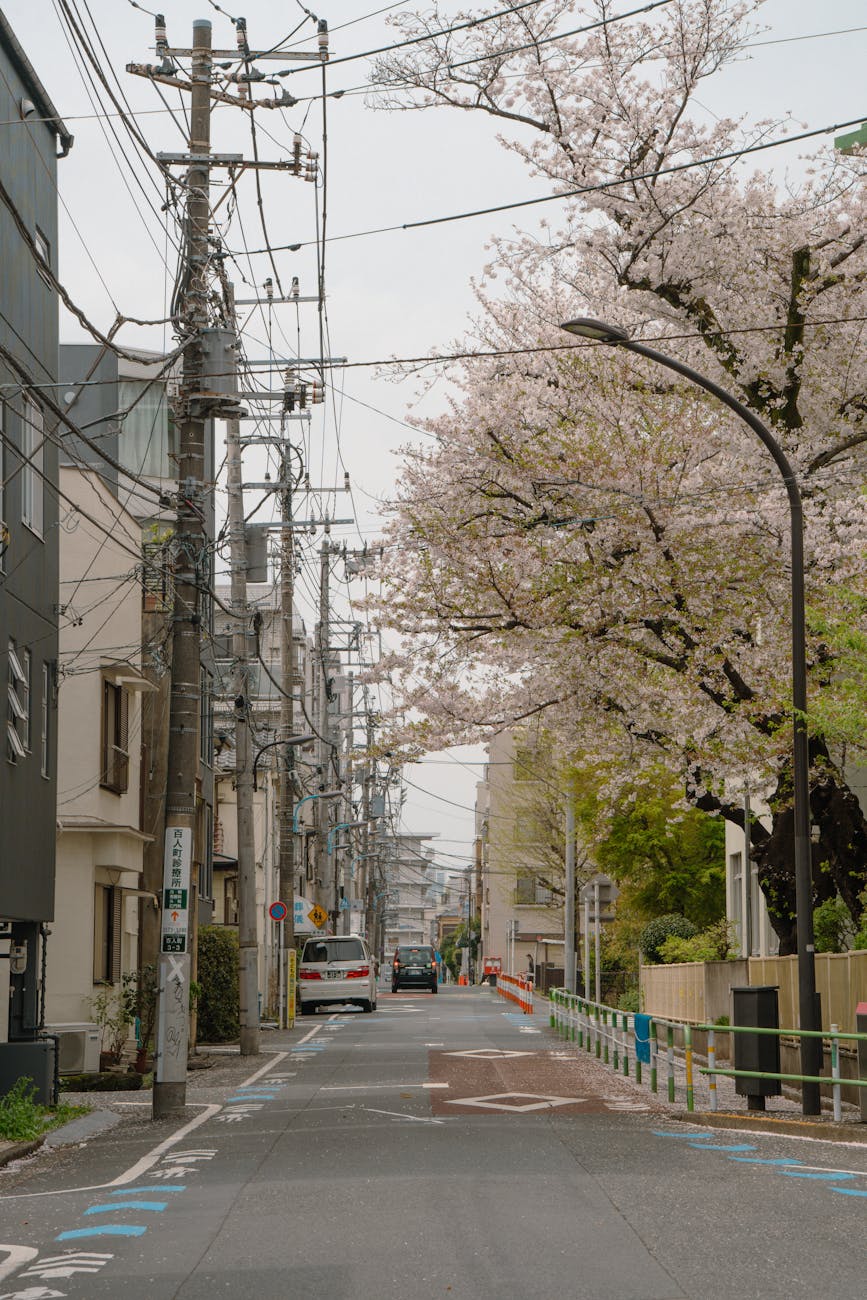 Peaceful Japanese Sakura Street Prompt stock source reference example 2