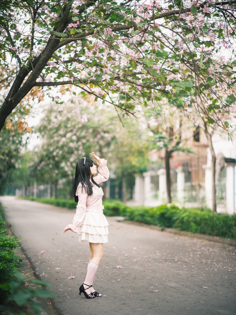 Peaceful Japanese Sakura Street Prompt stock source reference example 3