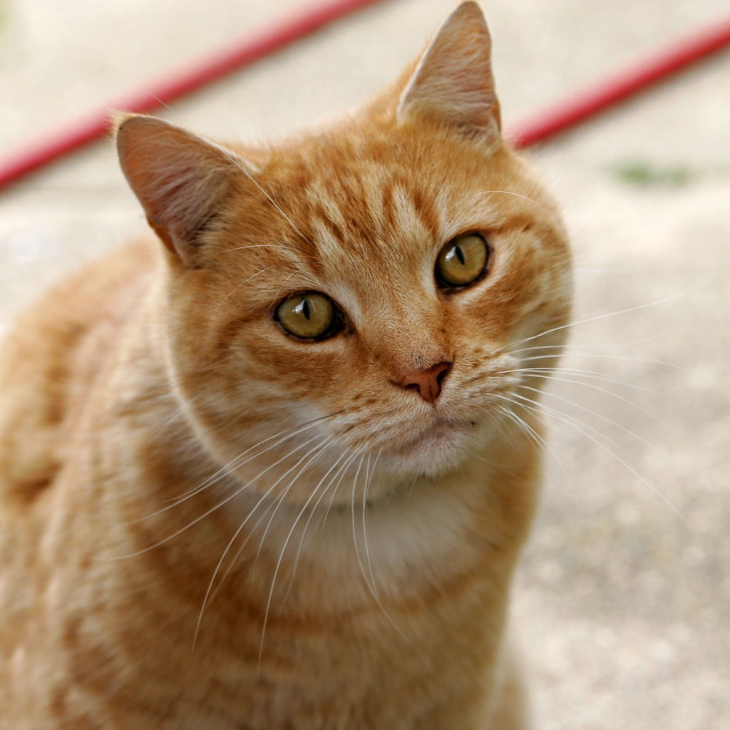 Animal to Human Realistic Portrait source reference