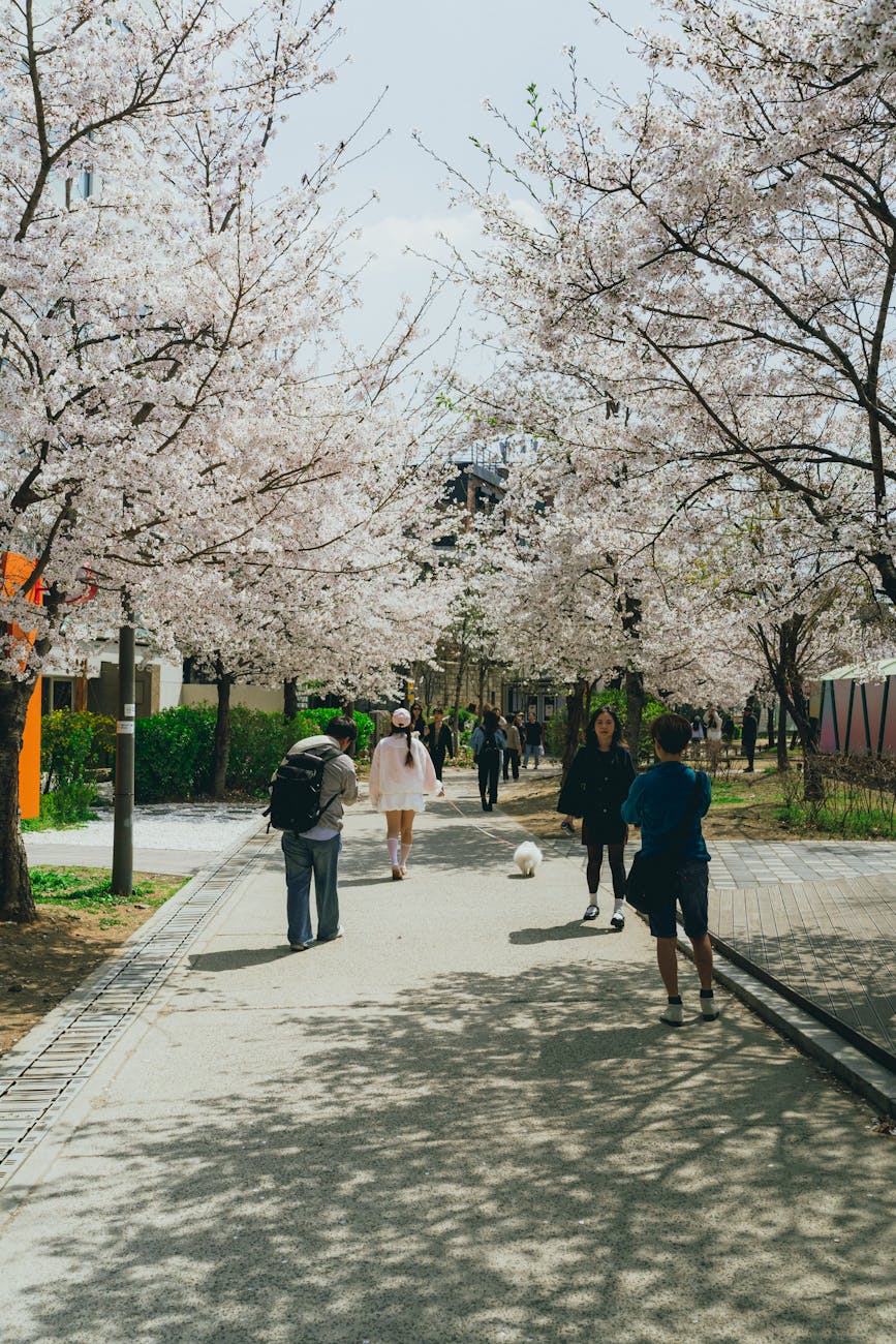 Peaceful Japanese Sakura Street Prompt source image example 1