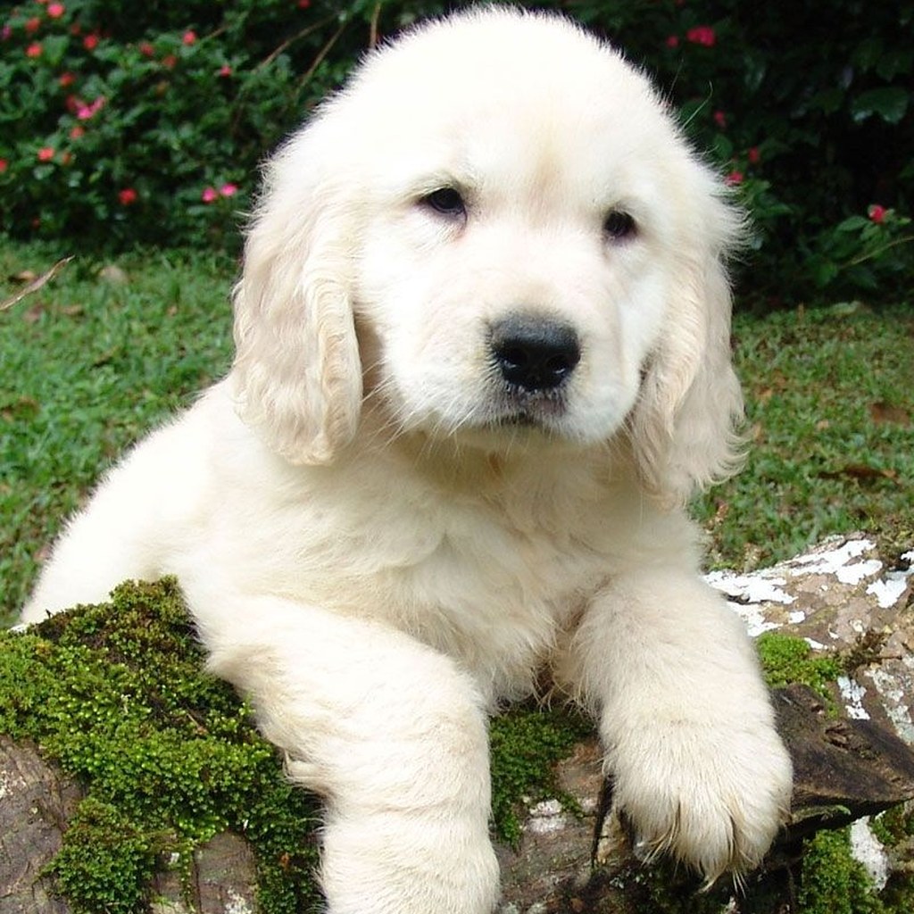 Animal to Human Realistic Portrait animal source image example 2
