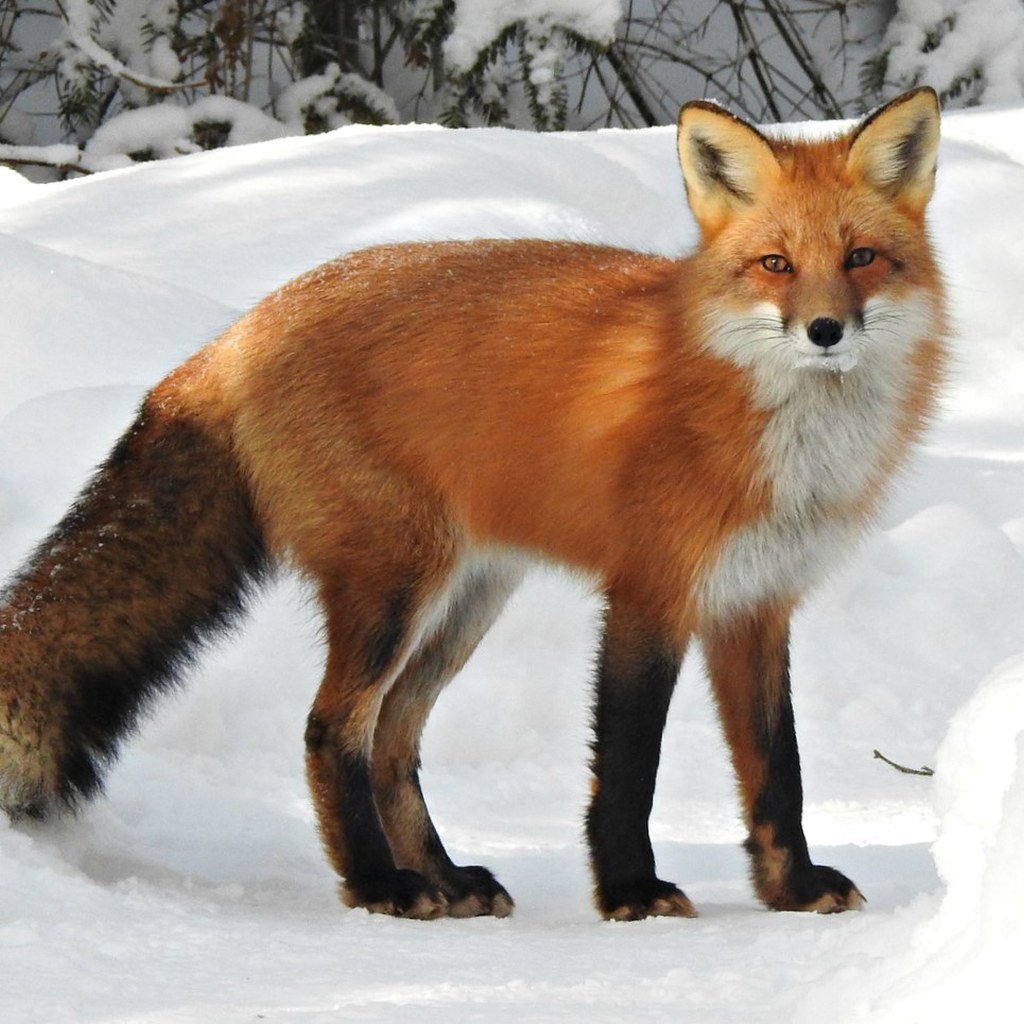 Animal to Human Realistic Portrait animal source image example 3